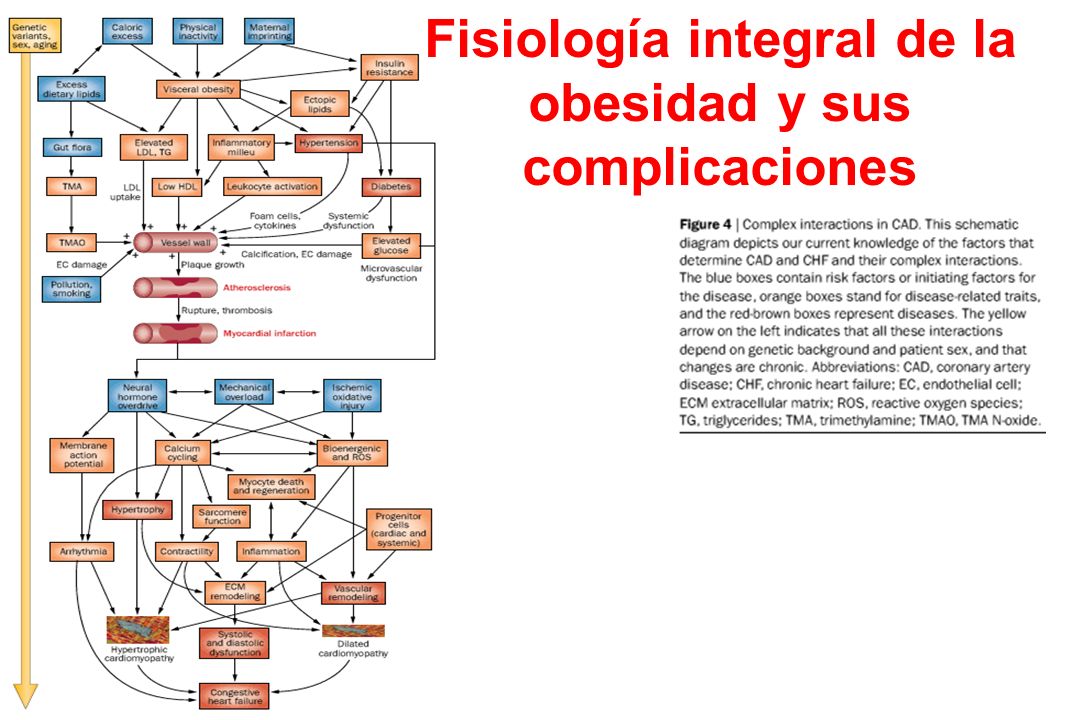 presentación microrna y diabetes ppt presentación microrna y diabetes ppt